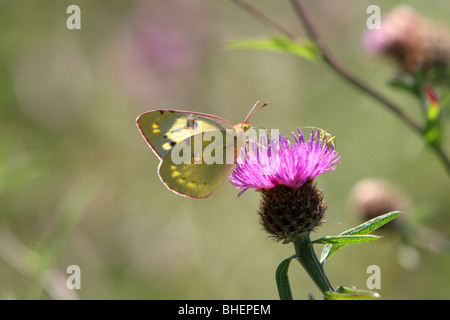 Pale getrübt gelben Schmetterling (Colias Hyale), gesehen in Devon UK. Stockfoto