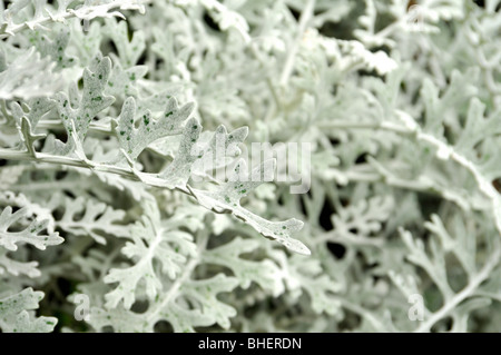 Senecio Aschenpflanze "Silver Dust" Stockfoto