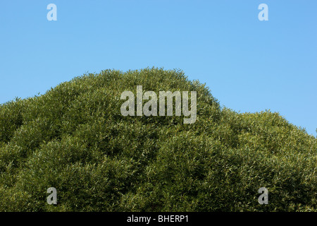 Der Baum (lat. Salix). Willow, fahl, Korbweide. Stockfoto