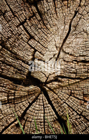 Detail des toten Holzes auf gesägt Baumstamm liegend in Richmond-upon-Thames, Surrey, Vereinigtes Königreich. Stockfoto