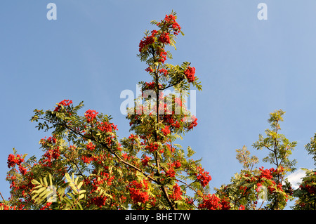 Sorbus Aucuparia (Europäische Rowan) Stockfoto
