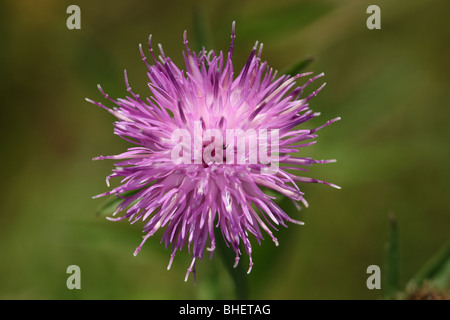 Lila / lila farbigen Distel Blume wächst in Barnes, Surrey, Vereinigtes Königreich. Stockfoto