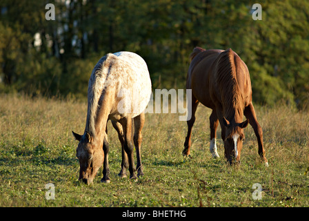 Pferde grasen Stockfoto