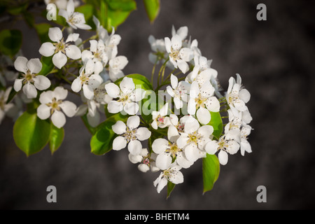Die Birne blüht weiß Farben im Mai. Stockfoto