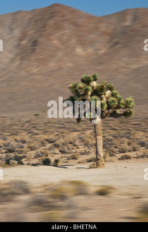 Fahren durch einen Joshua Baum, schwerpunktmäßig der Baum selbst, die Vorder- und Hintergrund unscharf durch Bewegung verwischt werden Stockfoto