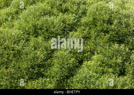 Der Baum (lat. Salix). Willow, fahl, Korbweide. Stockfoto