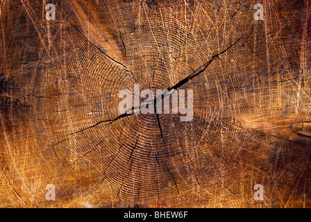 Jahrringe Stamm aus einem eingestürzten Riesenmammutbaum (Sequoiadendron Giganteum) im Yosemite-Nationalpark Stockfoto