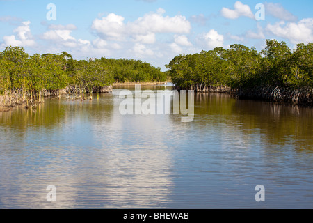 Unterreichenbach, FL - Nov 2008 - Mangrovensumpf mit Kanälen für Airboat Touren in die Everglades entlang der Alligator Alley in Florida Stockfoto