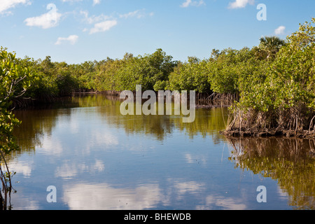 Unterreichenbach, FL - Nov 2008 - Mangrovensumpf mit Kanälen für Airboat Touren in die Everglades entlang der Alligator Alley in Florida Stockfoto