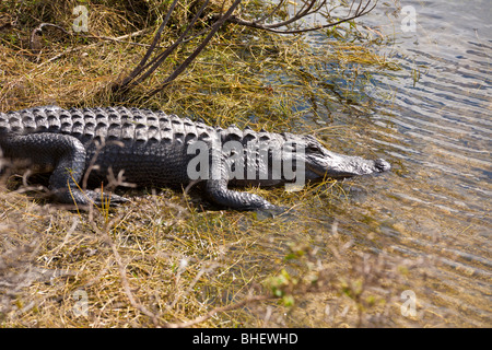 Amerikanischer Alligator (Alligator Mississippiensis) in Feuchtgebieten entlang der Alligator Alley in Süd-Florida Stockfoto