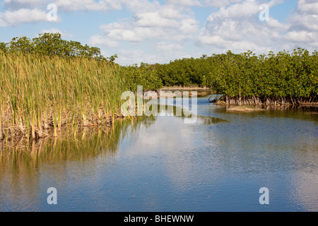 Unterreichenbach, FL - Nov 2008 - Mangrovensumpf mit Kanälen für Airboat Touren in die Everglades entlang der Alligator Alley in Florida Stockfoto