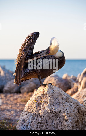 Brauner Pelikan (Pelecanus Occidentalis) putzen sich auf Felsen entlang der Küste auf Grassy Key in Marathon, Florida Stockfoto