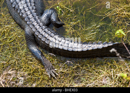 Amerikanischer Alligator (Alligator Mississippiensis) in Feuchtgebieten entlang der Alligator Alley in Süd-Florida Stockfoto