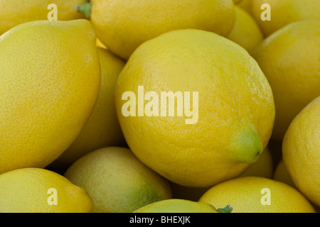 Zitronen, geerntet 'Citrus Limon'. Stockfoto