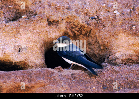 Uferschwalbe (Riparia Riparia) bei Zucht Höhle - Bayern/Deutschland Stockfoto