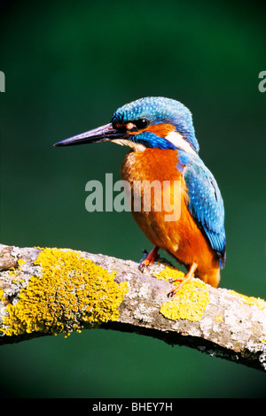 Eisvogel (Alcedo Atthis) oder fliegende Juwel bei der Jagd auf Flechten Ast - Bayern/Deutschland Stockfoto
