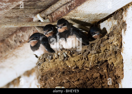 Die Jungvögel der Rauchschwalbe (Hirundo Rustica) im Nest. Schwalbennest auf Lichtschalter im Kuhstall - Bayern/Deutschland Stockfoto