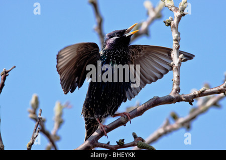 Star (Sturnus Vulgaris) singen auf gemeinsame Walnussbaum im Frühjahr - Bayern/Deutschland Stockfoto