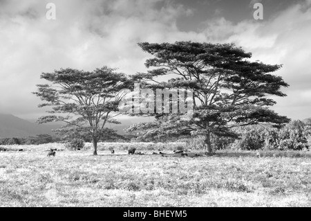 Rinder stehen unter Schatten spendenden Bäumen im Feld. Kauai, Hawaii. Stockfoto