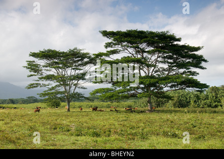 Rinder stehen unter Schatten spendenden Bäumen im Feld. Kauai, Hawaii. Stockfoto