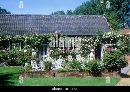 Mannington Hall Tee Zimmer Terrasse Norfolk England UK Leute Essen Kletterrosen stieg englische Wintergärten Stockfoto