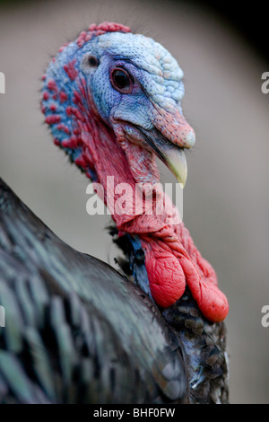 Wilder Truthahn Porträt - Meleagris gallopavo Stockfoto