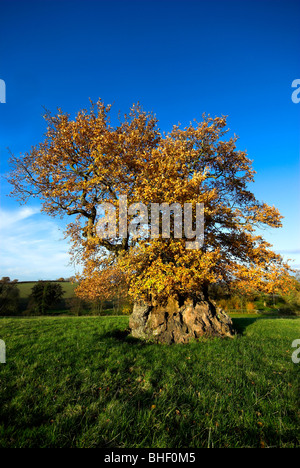 Des alte Wyndham Eiche, Silton, Dorset, UK. November 2008, ein uralter Baum verwendet zum Aufhängen mit Herbst Farbe angezeigt Stockfoto