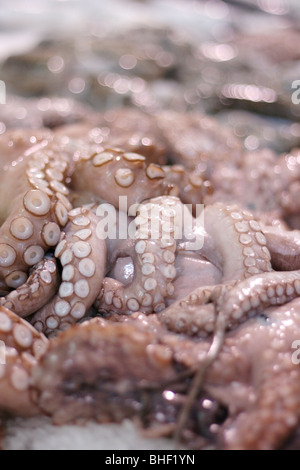 Nahaufnahme der Saugnäpfe der Krake. Stockfoto