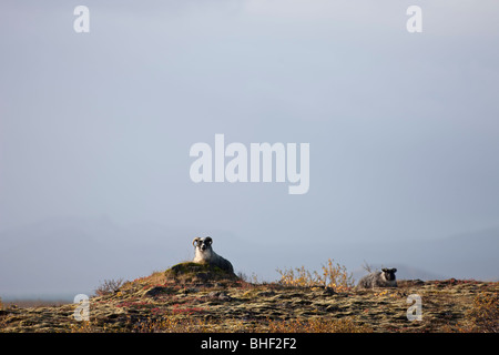 Schafe in der Nähe von Thingvellir, Island Stockfoto