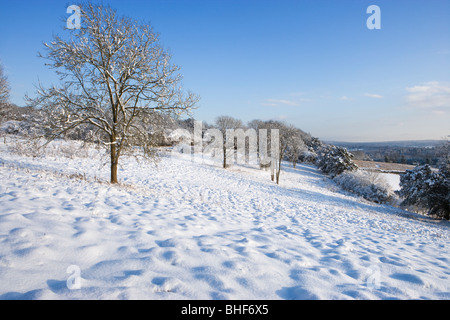 Winter in Newlands Ecke in der Nähe von Guildford, Surrey, UK. Stockfoto