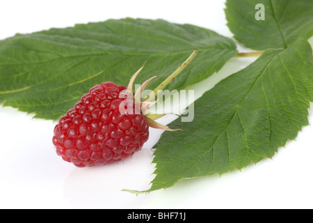 Einzelne frisch, reif, organische Loganberry und Blatt auf weißem Hintergrund. Stockfoto