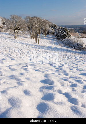 Winter in Newlands Ecke in der Nähe von Guildford, Surrey, UK. Stockfoto