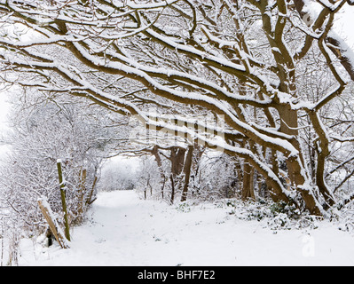 Weg unter Schnee beladene Bäume. Send, Surrey, UK. Stockfoto