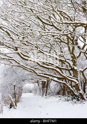 Weg unter Schnee beladene Bäume. Send, Surrey, UK. Stockfoto
