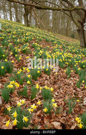 Wilde Narzissen (Narcissus Pseudonarcissus) blüht im Wald. Powys, Wales. Stockfoto