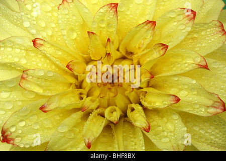 Extreme Nahaufnahme von der Mitte des gelben Dahlie mit roten Spitzen, die Blütenblätter Dahlie ' Lady Darlene, bedeckt mit Tautropfen. Stockfoto
