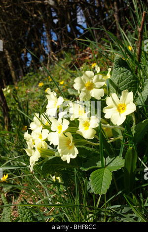 Primel (Primula Vulgaris) Blüte an der Basis der Hecke. Powys, Wales. Stockfoto