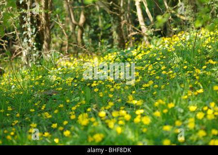 Ein Teppich von kleinen Celandines (Ranunculus Ficaria) blüht in Niederwald Wald. Powys, Wales, UK. Stockfoto