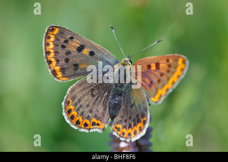 Weibliche rußigen Kupfer Schmetterling (Lycaena Tityrus) Porté Puymorens, Pyrénées-Orientales, Frankreich. Stockfoto