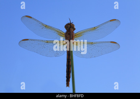 Gekielte Abstreicheisen Libelle (Orthetrum Coerulescens) Schlafplatz am Morgen nach einer feuchten Nacht. Powys, Wales, UK. Stockfoto