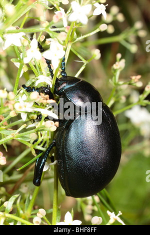 Blutige Nase Käfer (Timarcha Tenebricosa). Auf der Heide Labkraut, die Foodplant der Larven und Erwachsene. Powys, Wales. Stockfoto