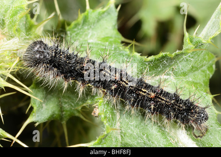 Große Larven eines Schmetterlings Distelfalter (Vanessa Cardui) auf einem Blatt der schleichenden Distel Fütterung. Powys, Wales. Stockfoto