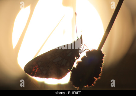 Kleine Perle-umrandeten Fritillary Butterfly (Boloria Selene). Schlafplatz am Abend umrahmt von der FCB-Sonne. Powys, Wales, UK. Stockfoto