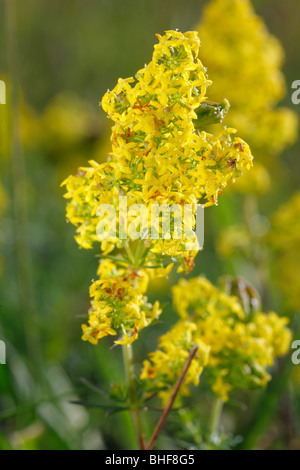 Blumen von Lady's Labkraut (Galium Verum). Cumbria, England. Stockfoto