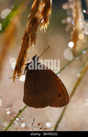 Wiese Brauner Schmetterling (Maniola Jurtina) Schlafplatz unter Gräser nach über Nacht regen. Powys, Wales. Stockfoto