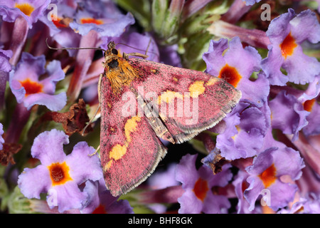 Gemeinsamen Purpur und Gold Moth (Pyrausta Purpuralis) Fütterung auf Sommerflieder lässt. Powys, Wales. Stockfoto