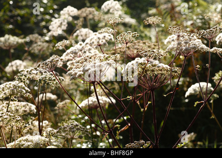 Blüten der wilden Angelica (Angelica Sylvestris). Powys, Wales. Stockfoto