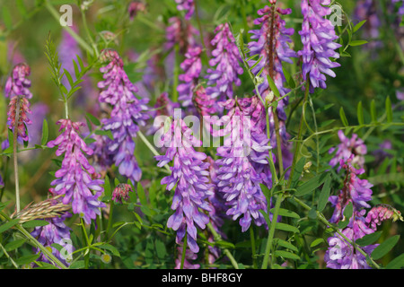Blumen von getuftet Wicke (Vicia Cracca). Powys, Wales. Stockfoto