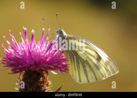 Grün-veined weiß Schmetterling (Pieris Napi) Fütterung auf eine Flockenblume Blüte. Powys, Wales, UK. Stockfoto