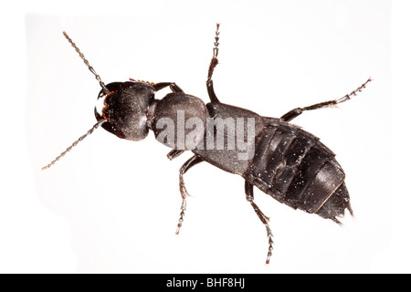 Des Teufels Coach Horse Käfer (Staphylinus Olens). Leben Sie Insekt vor einem weißen Hintergrund auf ein tragbares Studio fotografiert. Stockfoto